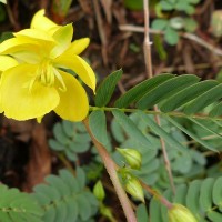 Chamaecrista kleinii (Wight & Arn.) V.Singh